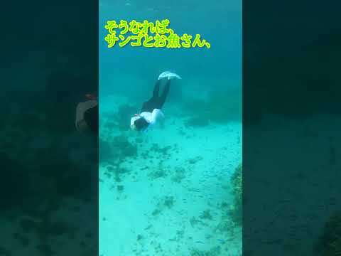 【石垣島】荒波だけど楽しんだシュノーケリング！10月21日ツアー動画