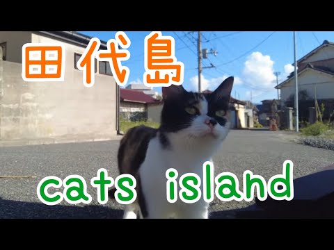 ポンプ置き場の猫たち　三毛猫ちゃん、かわいい　Cats at the pump station: Calico cat, so cute【田代島】【２０２４秋】【猫島巡り】