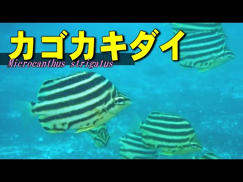 [ Stripey ] Japanese name is palanquin bearer / Microcanthus strigatus