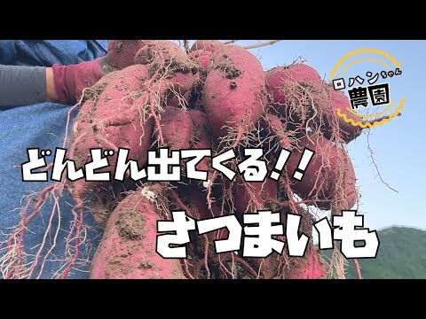 【さつまいも収穫】苗取り用に植えていたポット苗を抜いてみると！？　【なると金時】【安納芋】【紅あずま】