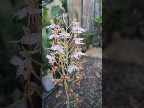 玉鳳蘭 habenaria pink egret #蘭花 #plants #orchid #植物