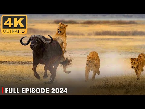 WILD SERENGETI 2025 | Battle for Survival of Apex Predator | Animal documentary