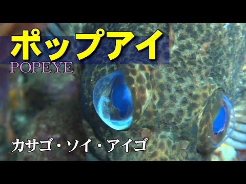 【 ポップアイ 】野生動物の眼のトラブル