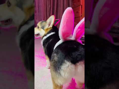 СНЯЛИ КЛИП ДЛЯ КЛАВЫ КОКИ - ЗАМУЖ #funny #corgi #dog #клавакока