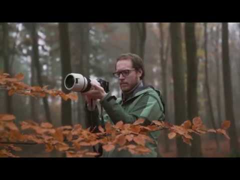 A Misty Morning In The Dutch Forest