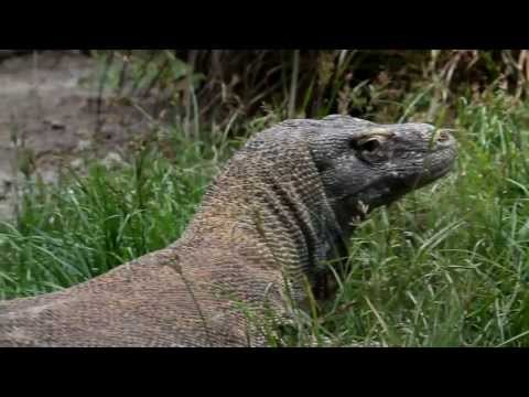 Komodo dragons