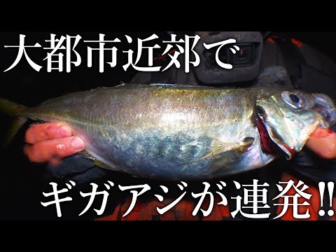 首都圏の釣り場で40㎝級の巨大アジしか釣れない異常事態が発生しました