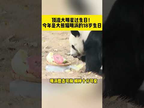 顶流大明星过生日！今年是大熊猫明浜的18岁生日#熊猫