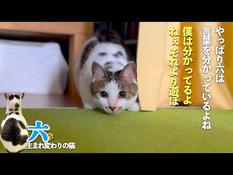 【おしゃべり猫】六の1週間。言葉を理解し会話する猫の六が言葉を理解していることが分かる場面もあるよ | [生まれ変わりの猫] 六