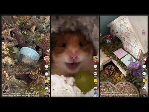 Proper Hamster Care TikTok Compilation pt. 2 🐹