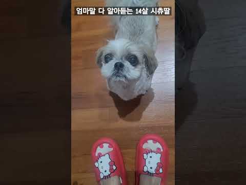 📢엄마말 다 알아듣는 14살 시츄딸 #시츄 #일상vlog #노견 #시츄사랑 #시츄애교