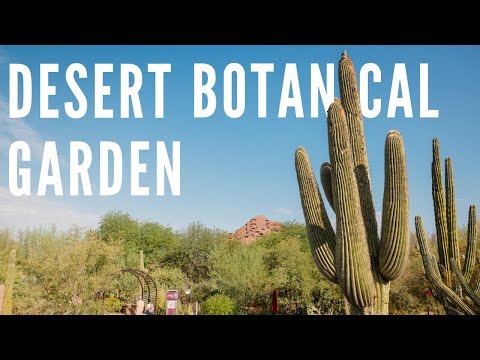 Experience the Magic of Desert Botanical Garden