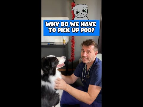 Dr Evan - Why you SHOULD NOT pick up dog poo! 🐶