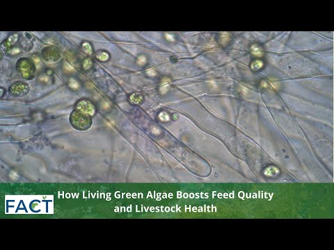 How Living Green Algae Boosts Feed Quality and Livestock Health