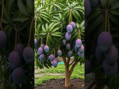 Grow mango trees faster with tomato hormones for beginners