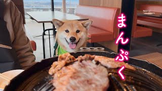 久しぶりの焼き肉にまるで人間の子どものように目をキラキラさせる柴犬が可愛い