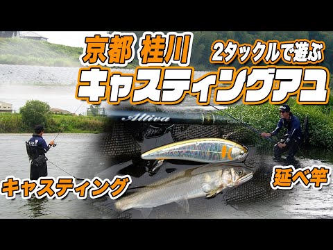 京都桂川をキャスティングアユで釣る