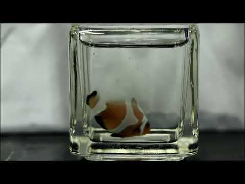 人工焦糖皇冠小丑Caramel Crown Ocellaris Clownfish （Captive-Bred，Hybrid）   use2K