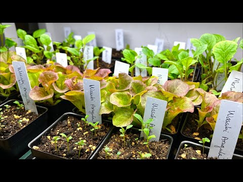 Seedling Struggles & Progress: Garden Hangout LIVE!