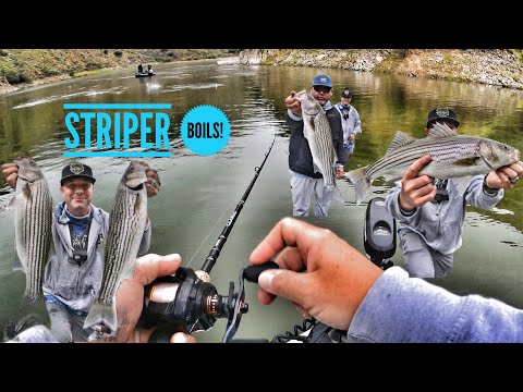 Striper Boils & Live Shad!  Summertime at Castaic Lake