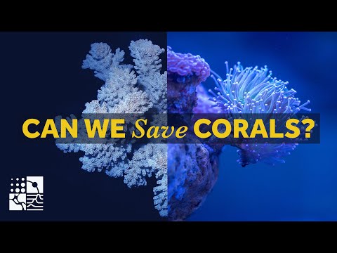 Can we save coral reefs from extinction? | Corals: On the Brink