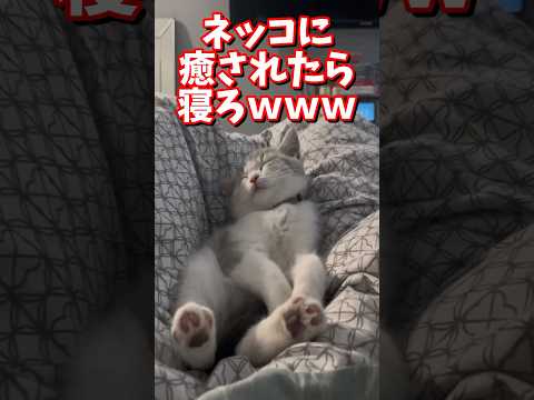 ネッコの動画で癒されたら寝ろｗｗｗ　#2ch #2chまとめ 動物スレ #2ch面白いスレ #動物 #犬 #猫 #癒やし #ねこ動画#ねこ