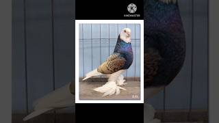 Top 5 fancy pigeon not for sale #viral #top #pigeon😍😍