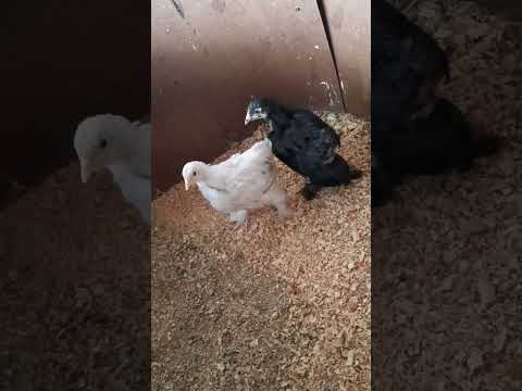 White and Black Cochin Chicks #fjfarms #backyardchickens #farmlife #chick #chickenbreeds #shorts