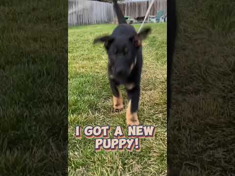 I have an announcement! #puppy