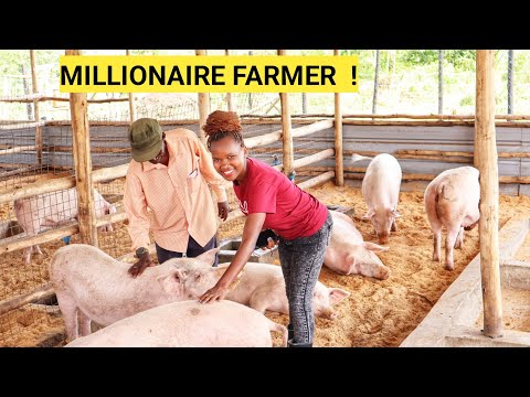 How To START A Pig Farm Business As A Beginner! | Housing (DETAILED) 2024