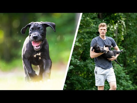 Meet my MASSIVE GREAT DANE PUPPY!! // RISE VLOG