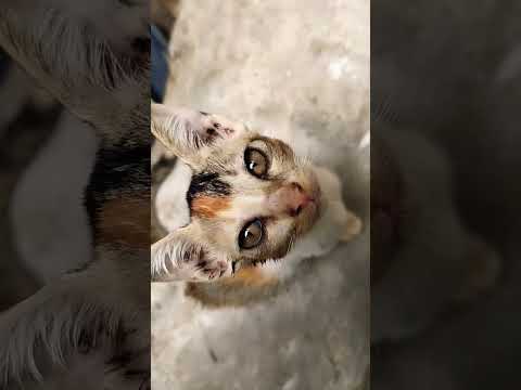 बिल्ली वीडियो 😺-Cute Cate Playing I बिल्ली करती मऊ मऊ I Billi Video,Funy Cate meme #cats#cat #shorts