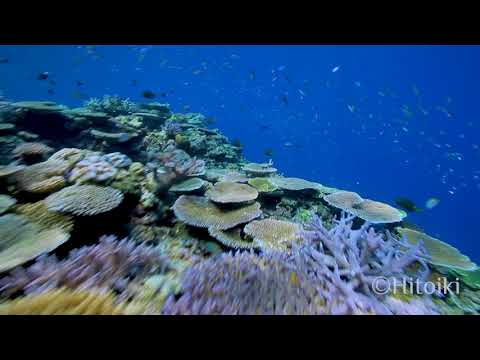 慶良間でシュノーケリング！パラダイスの竜宮城（2018年8月8日沖縄慶良間渡嘉敷島）