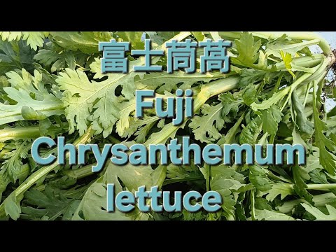 富士茼萵 Fuji Chrysanthemum lettuce 