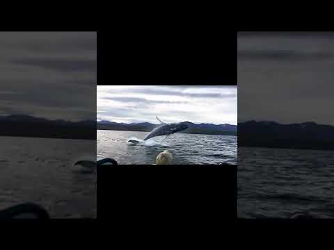 Giant Whale Jumps Out Of Nowhere#shorts