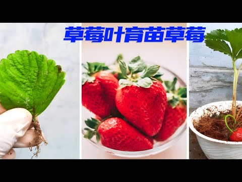 老农教你如何用草莓叶子培育草莓苗，方法简单一学就会