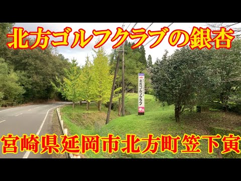 北方ゴルフクラブの銀杏　宮崎県延岡市北方町笠下寅