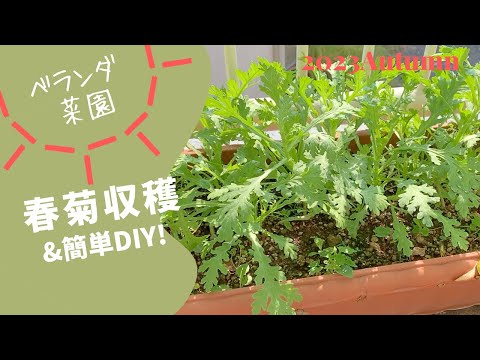 家庭菜園【食糧備蓄】春菊初収穫＆小かぶ種まき