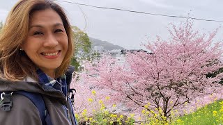 day113中女尋回自我之旅～日本～岡山～津山城櫻花まつり