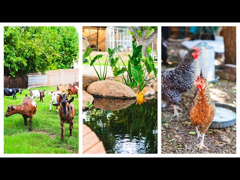 Sounds on the Farm (ASMR chickens, goats, pond, nature, farm chores)