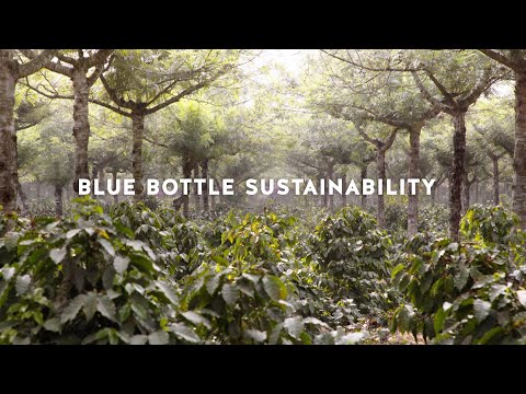 Sustainability at Blue Bottle