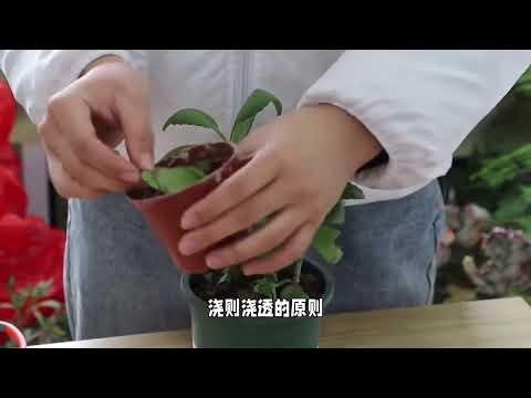 落地生根植物的养护方法