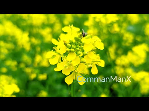 My first mustard flower garden shout video #viral video #mustard flower 🌼🌾🍃