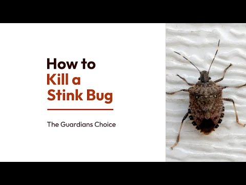 5 Ways to Kill a Stink Bug | How to Kill a Stink Bug | The Guardian's Choice