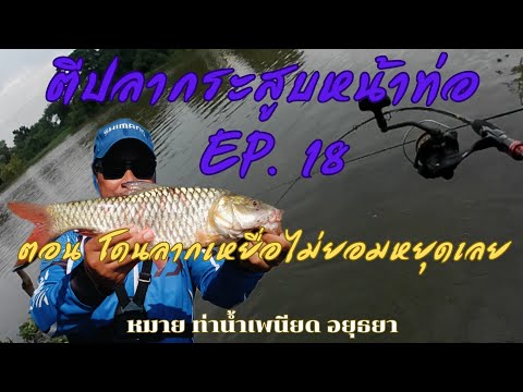 โดนปลาลากเหยื่อไม่หยุดเลย ตีปลากระสูบหน้าท่อ EP.18 หมายท่าน้ำเพนียด อยุธยา