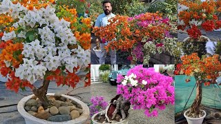 അമ്പരപ്പിക്കുന്ന Bougainvillea plants 😱    sale | flowering tips | pruning | grafting | bonsai.