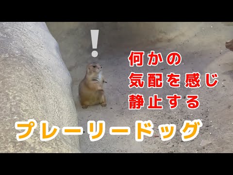 突然静止するプレーリードッグ / 神戸どうぶつ王国 / Black-tajled prairie dog