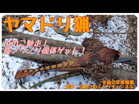 令和2年度出猟記 ヤマドリ猟 Copper Pheasant Hunting with フランスブルトン