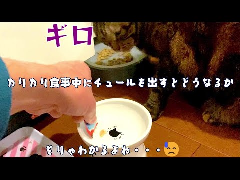 カリカリ食事中にチュールをあげたらどうなるか？　結果が想像つく検証動画です😓