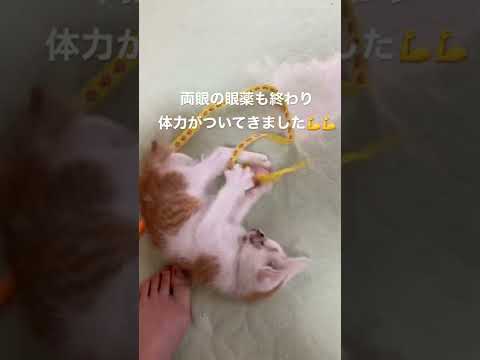 息子仔猫を拾う②